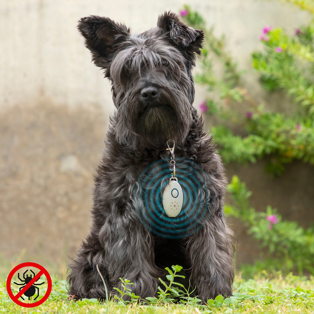 Répulsif anti-puces à ultrasons pour animaux