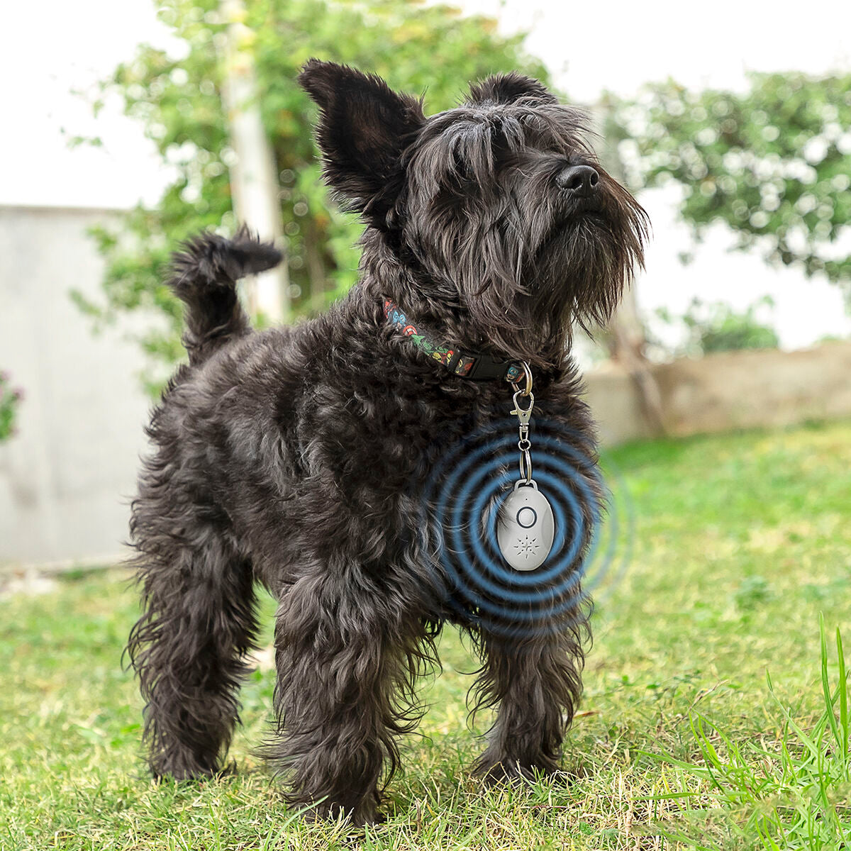 Répulsif Anti-Puces & Tiques à Ultrasons — Rechargeable USB pour Chien & Chat
