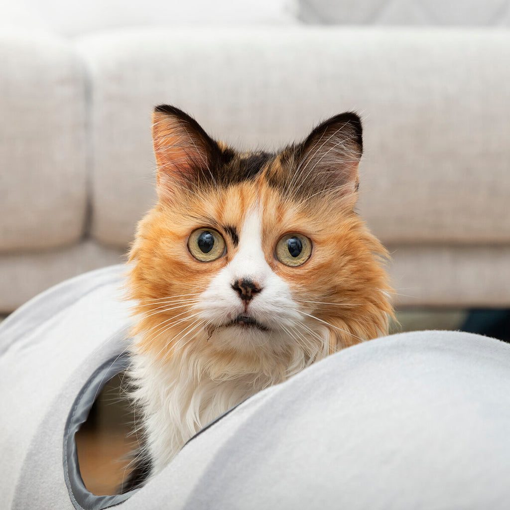 Tunnel de Jeu Pliable pour Chat — 114 cm, Intérieur & Extérieur