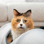 Tunnel de jeu pliable pour chat 114 cm — vue 4